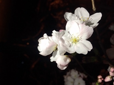 桜2.jpeg