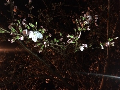 桜.jpeg